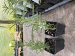 Rosmarinus officinalis \'Gorizia\'" Additional Image 1